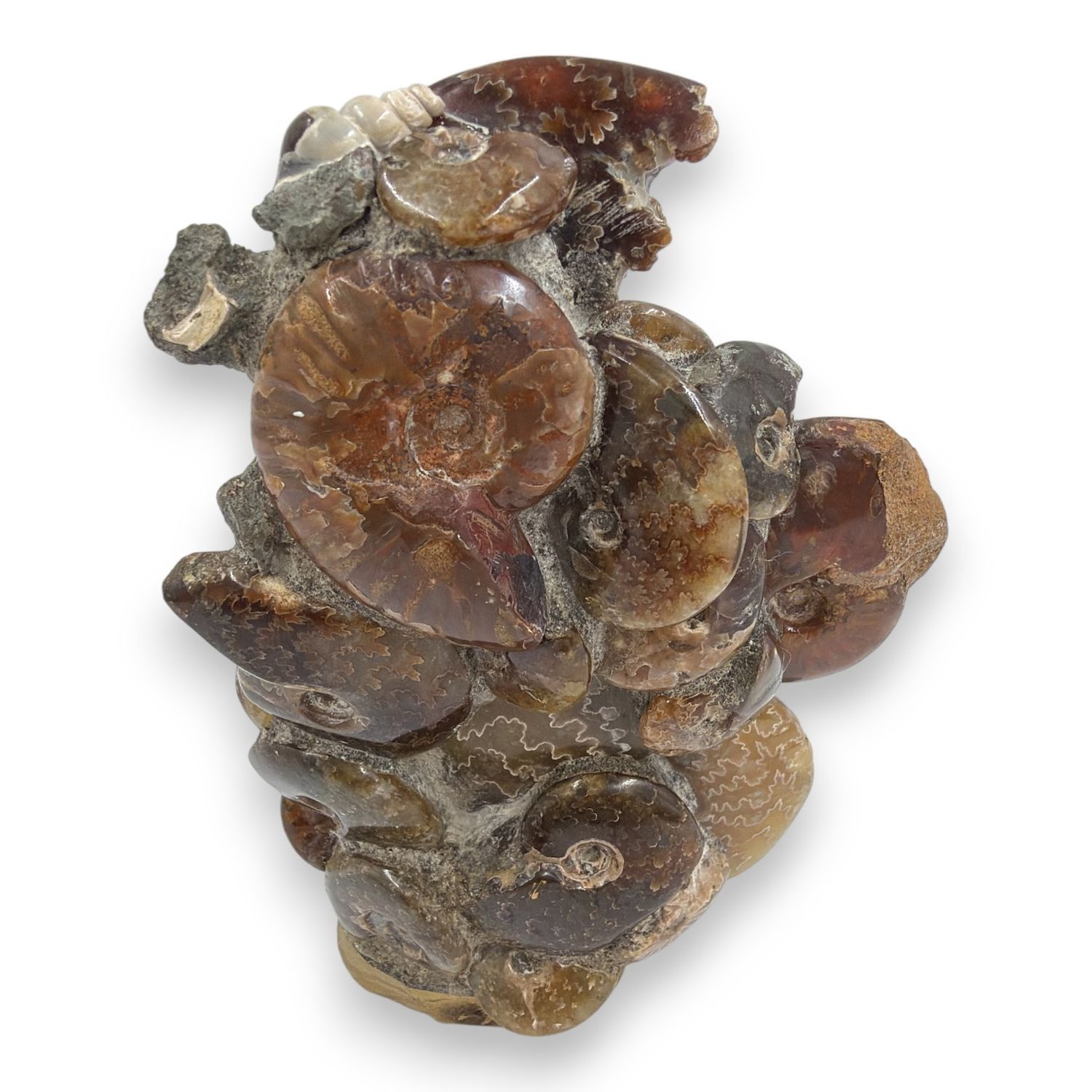 Ammoniet op standvlak 420 gram
