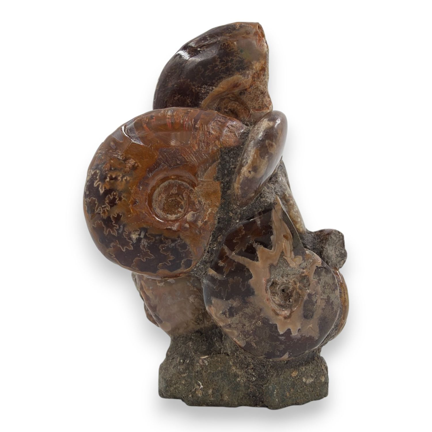 Ammoniet op standvlak  102 gram