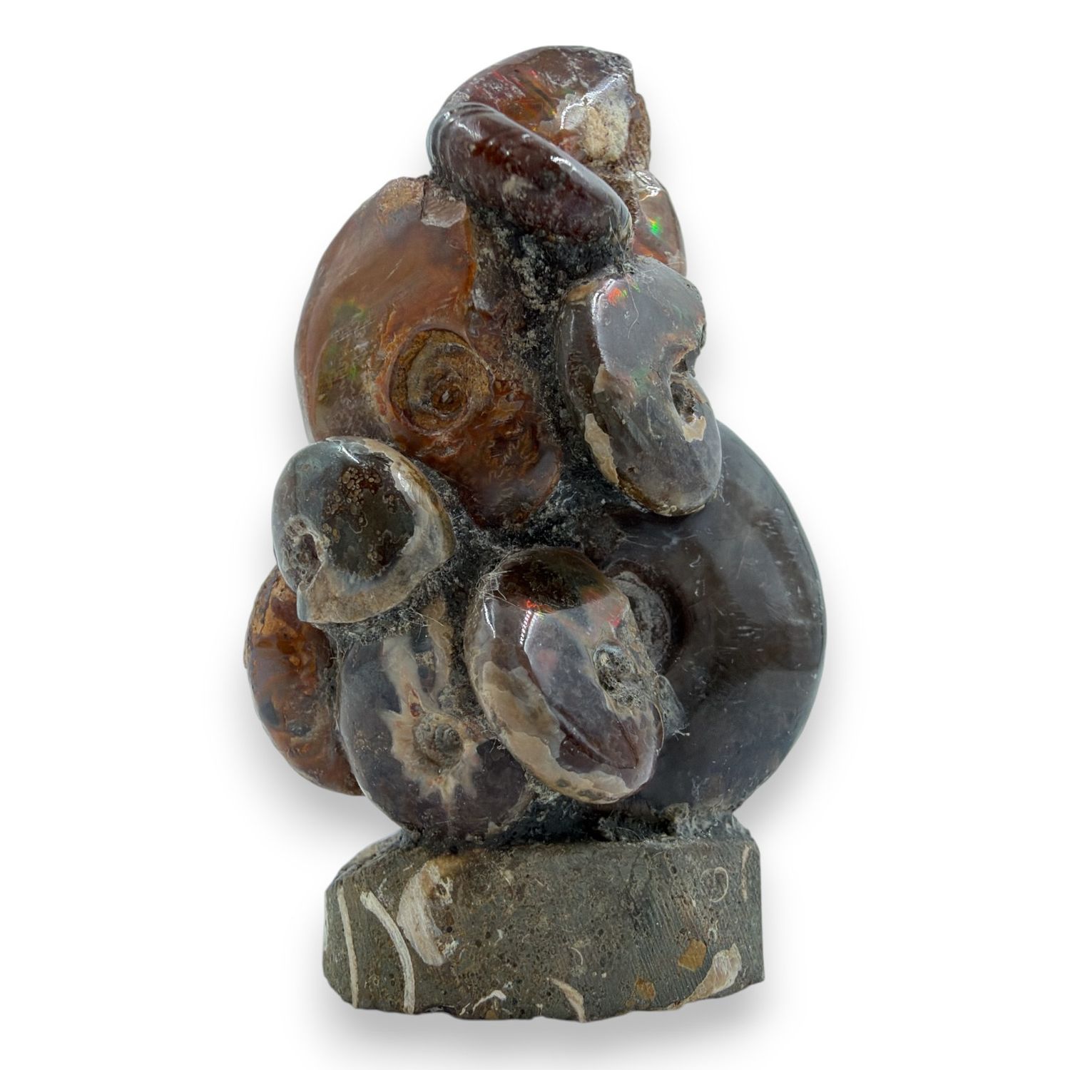 Ammoniet op standvlak 64 gram