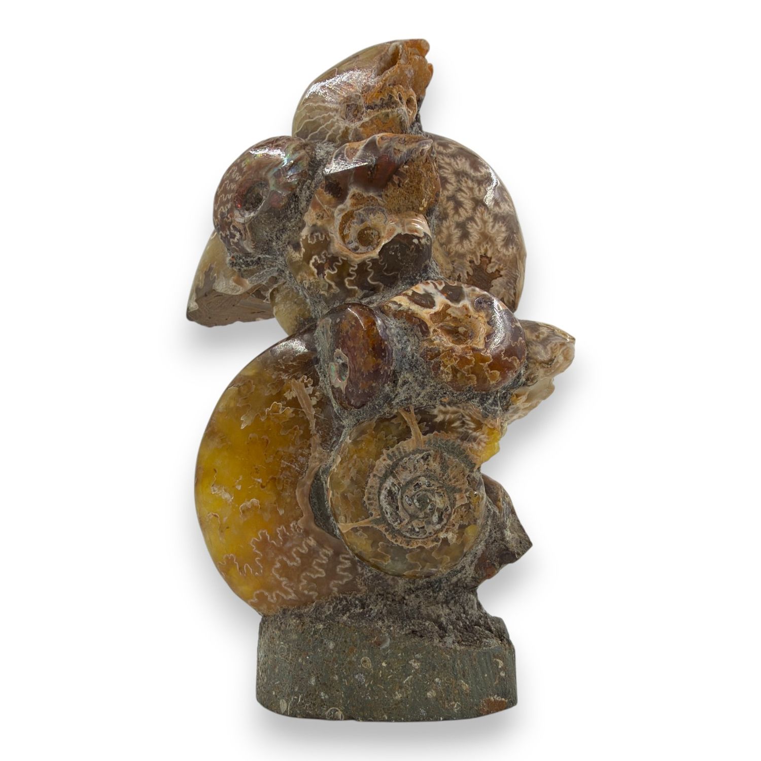 Ammoniet op standvlak 134 gram