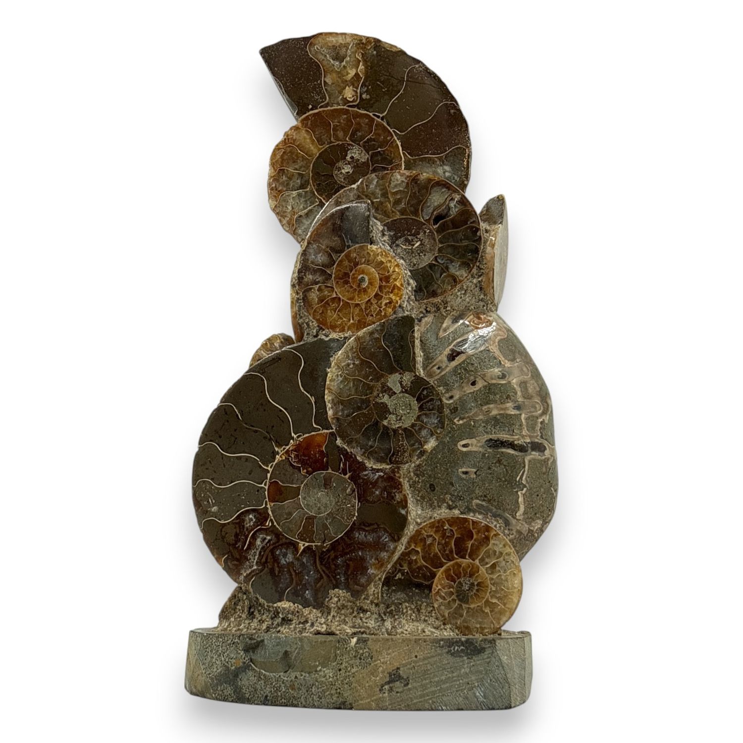 Ammoniet op standvlak 158 gram