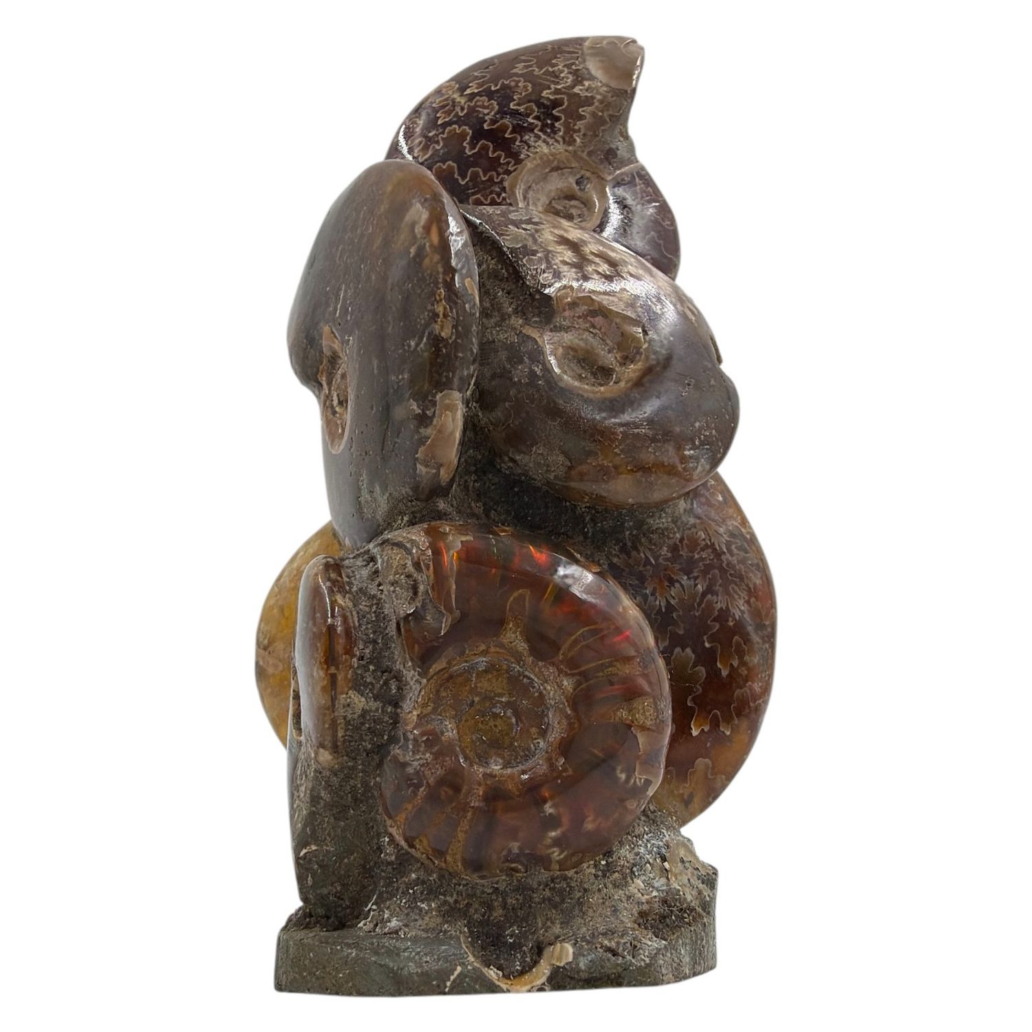 Ammoniet op standvlak 132 gram