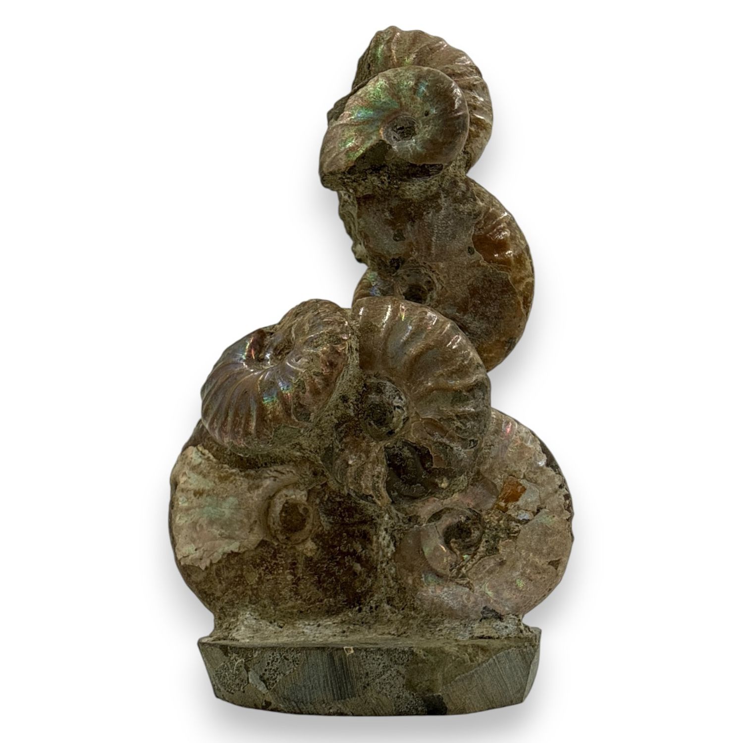 Ammoniet op standvlak 126 gram