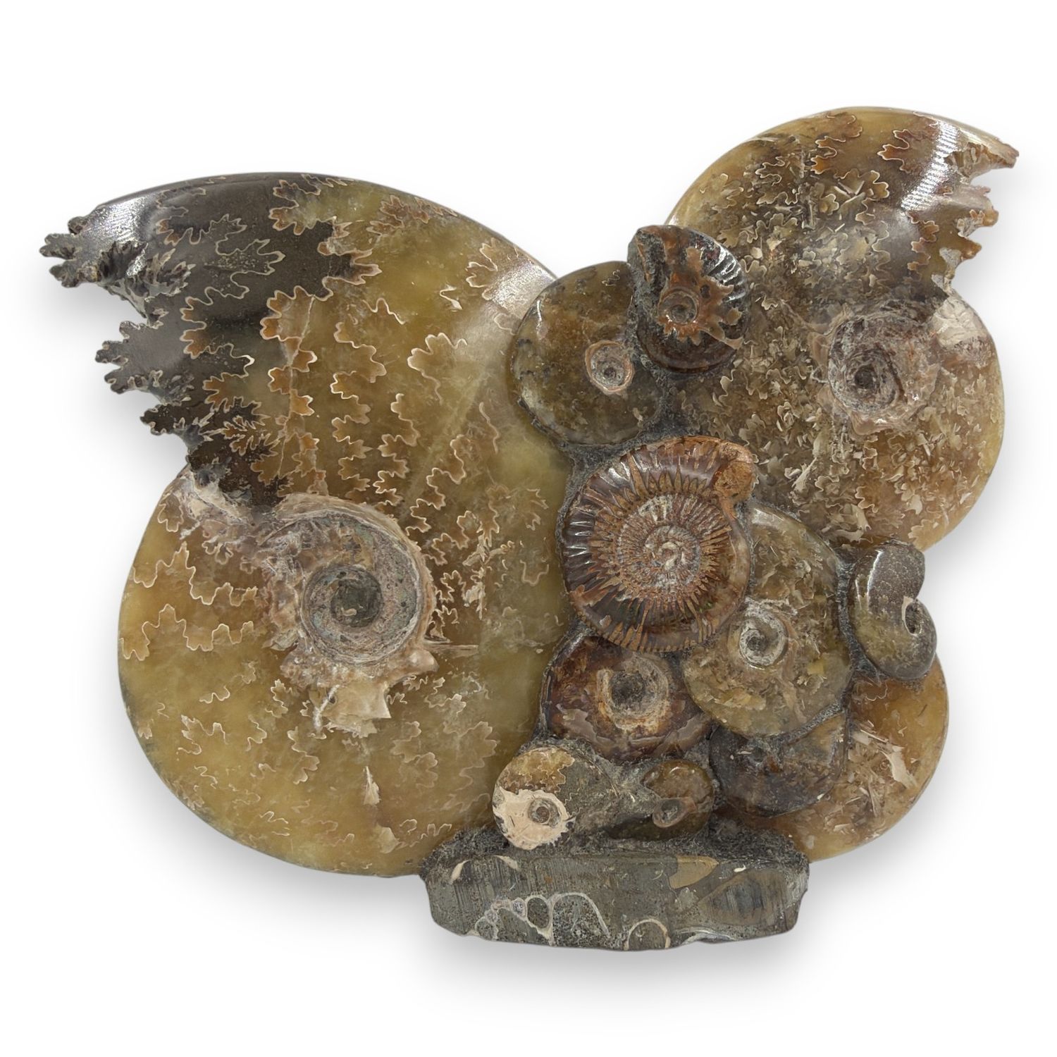 Ammoniet op standvlak 846 gram