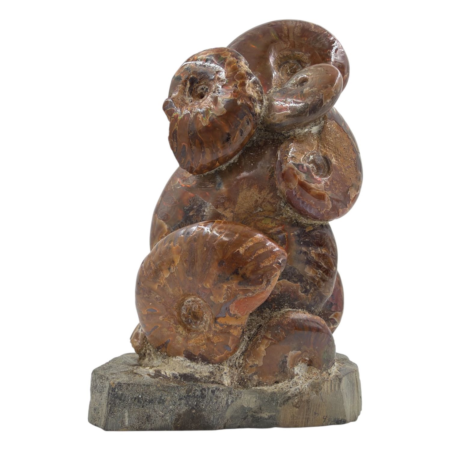 Ammoniet op standvlak 292 gram