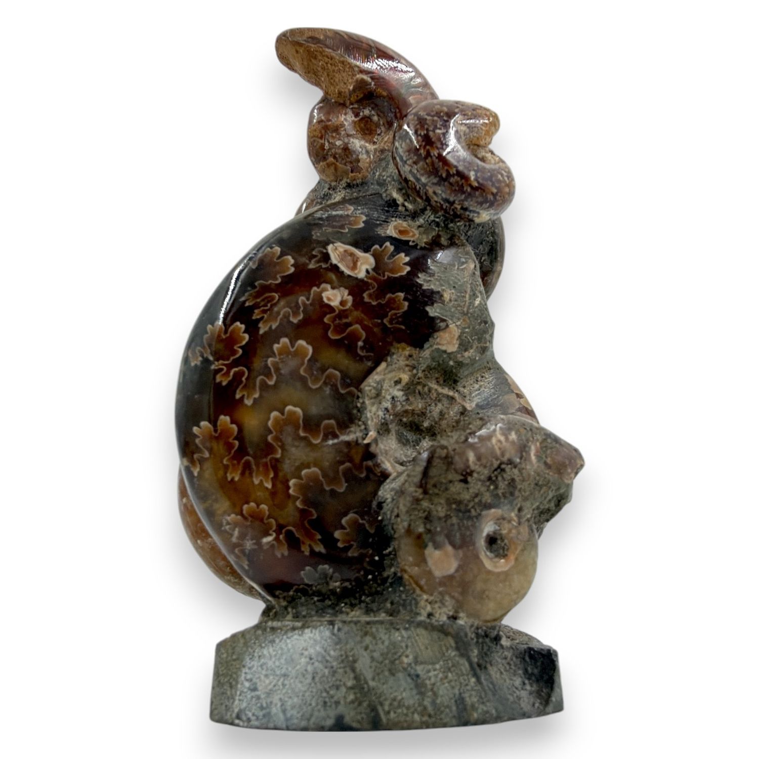 Ammoniet op standvlak 84 gram