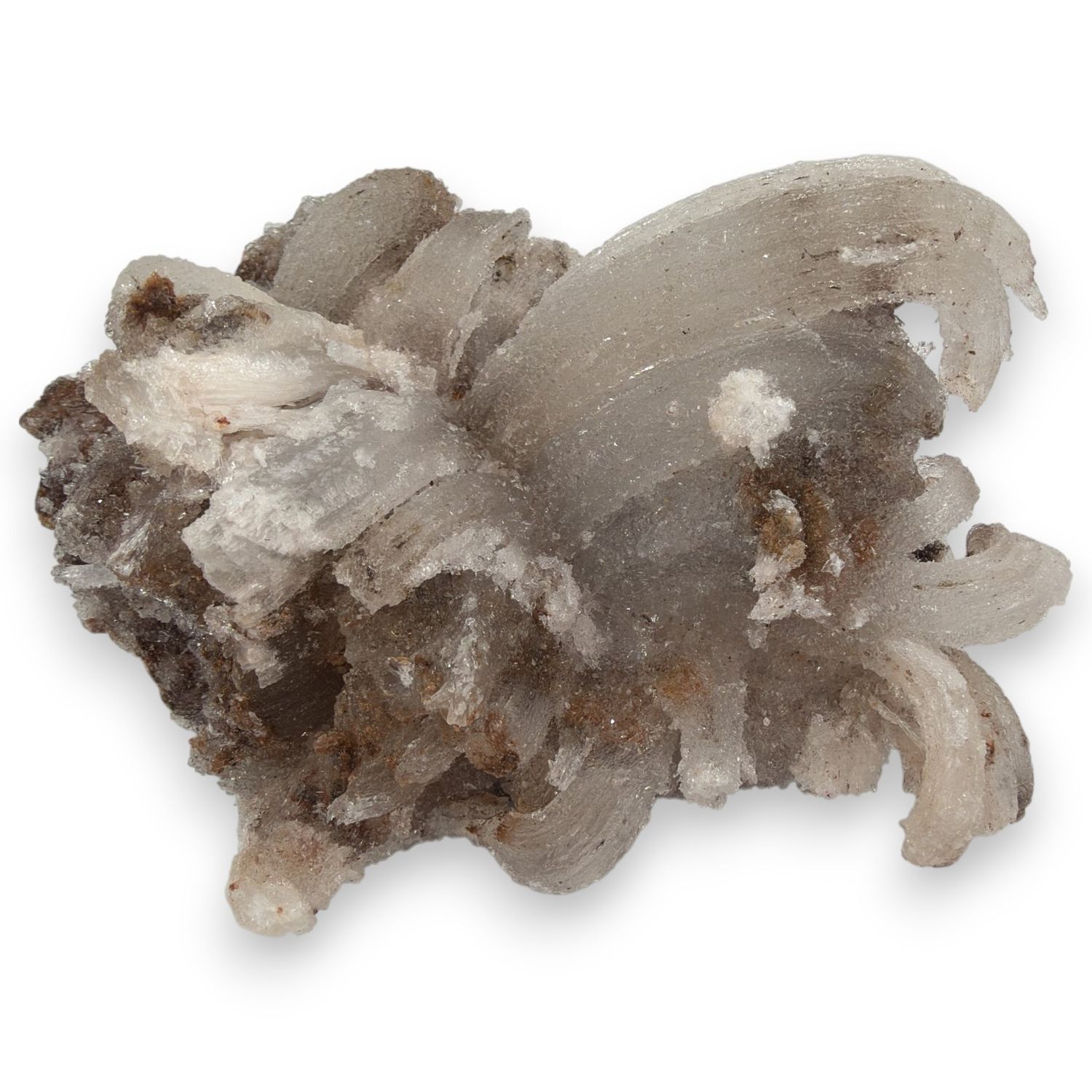 Ramshoorn Seleniet ruw - 894 gram