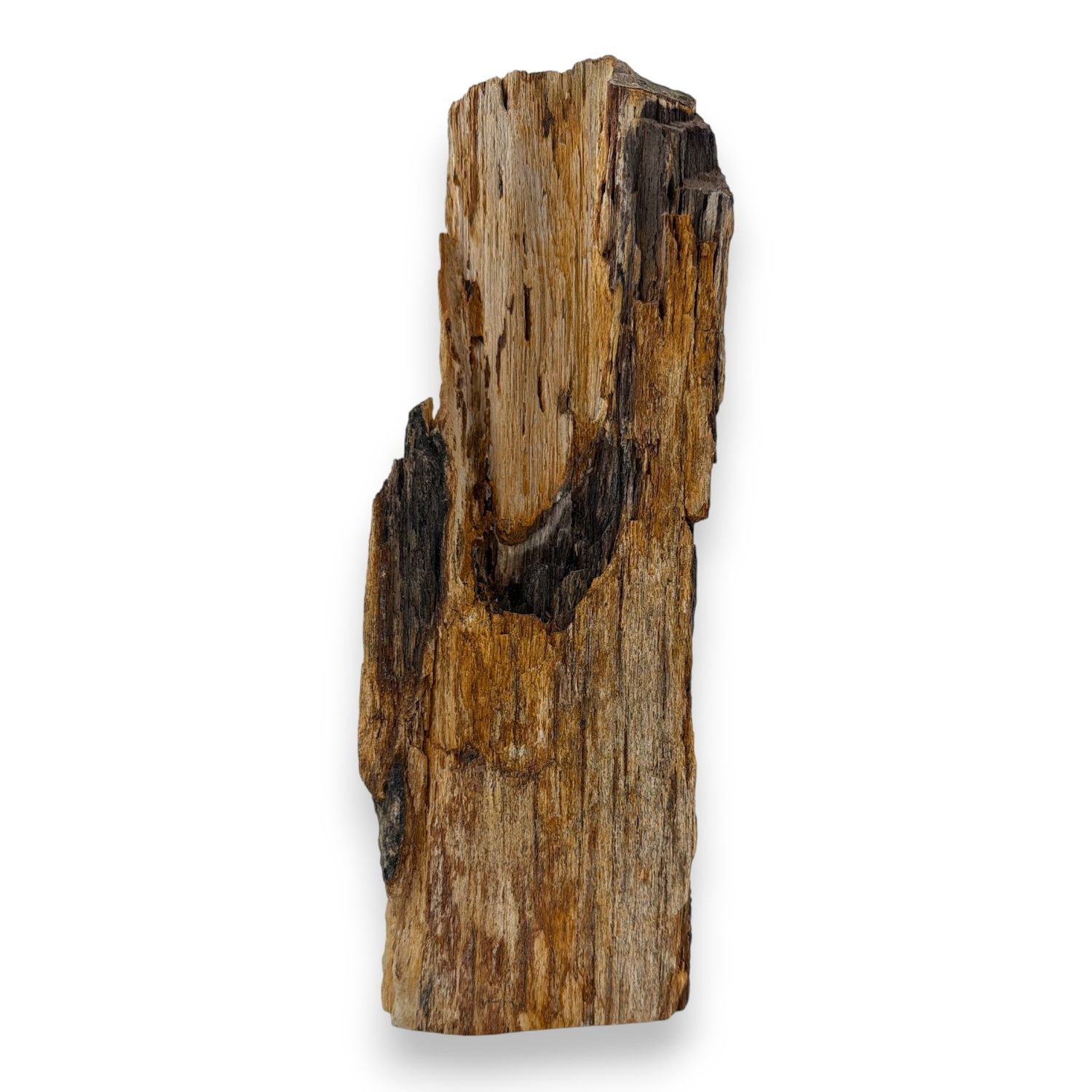 Versteend druzy hout uit Indonesië - 2.69 kg