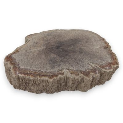 Versteend hout schijfje eenzijdig gepolijst - 160 gram