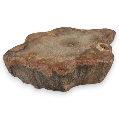 Versteend hout schijfje eenzijdig gepolijst - 122 gram