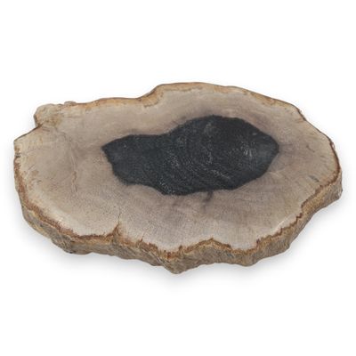 Versteend hout schijfje eenzijdig gepolijst - 360 gram