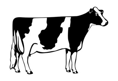 Vaches