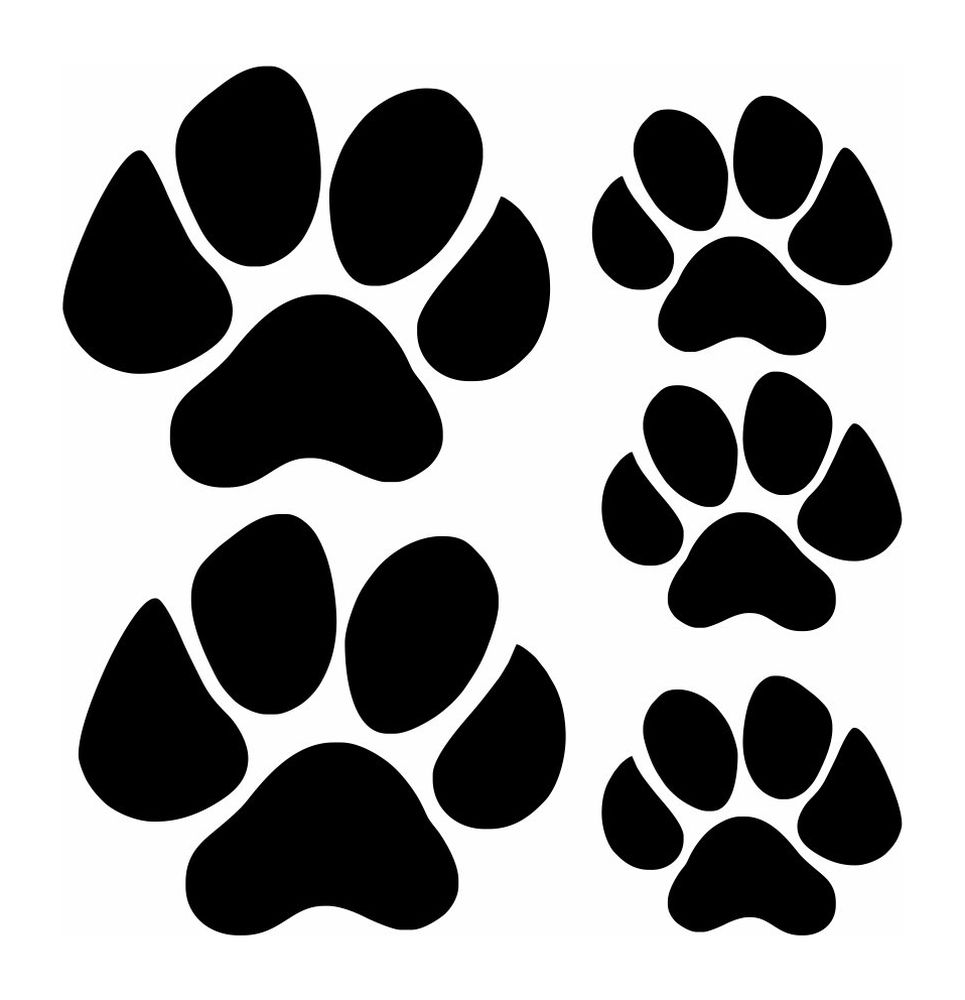 Animals paws (dog, cat and more)