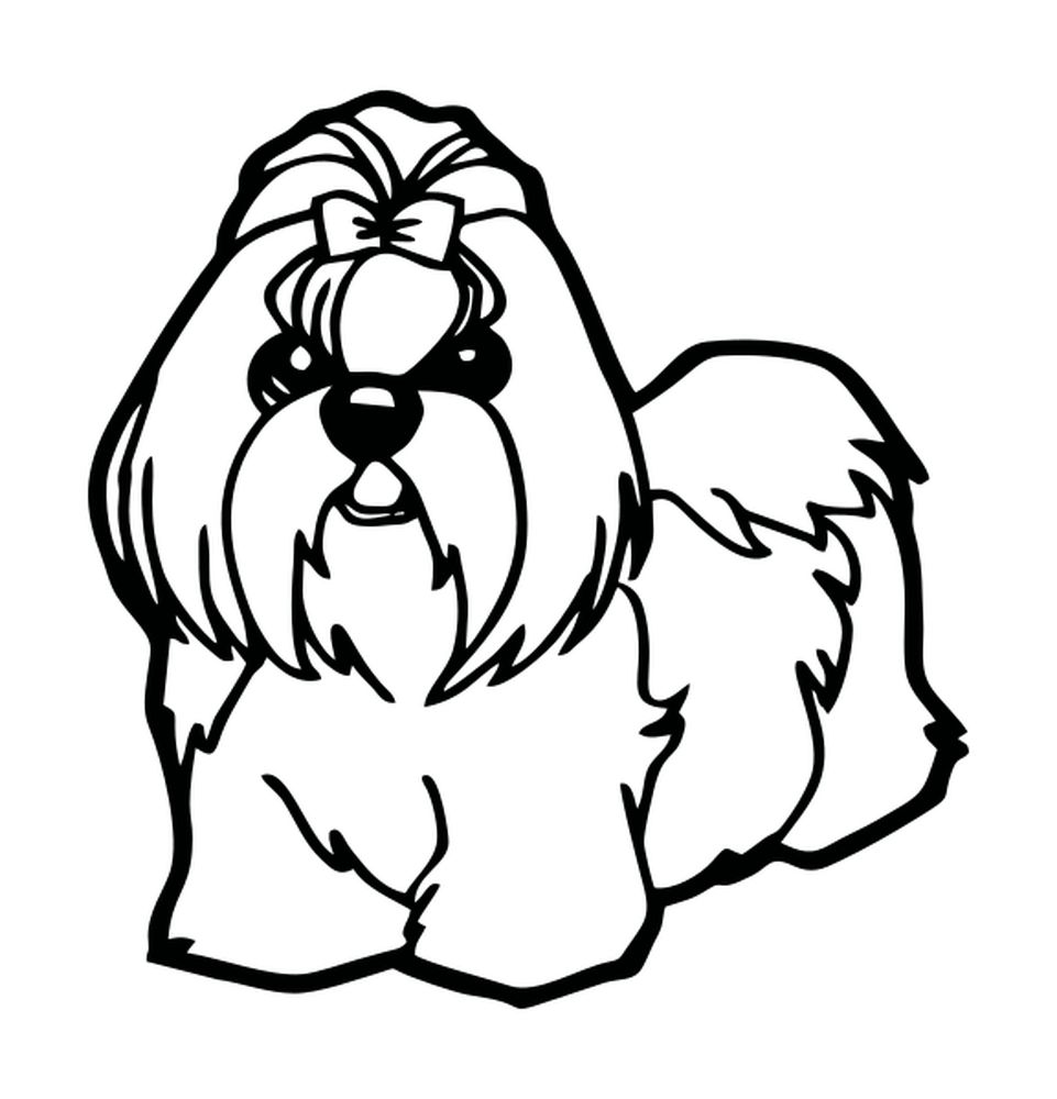 Shih Tzu