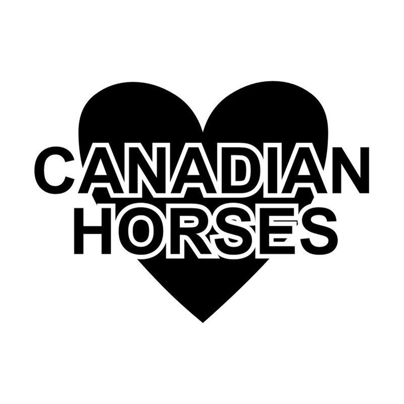 I Love Canadian Horses