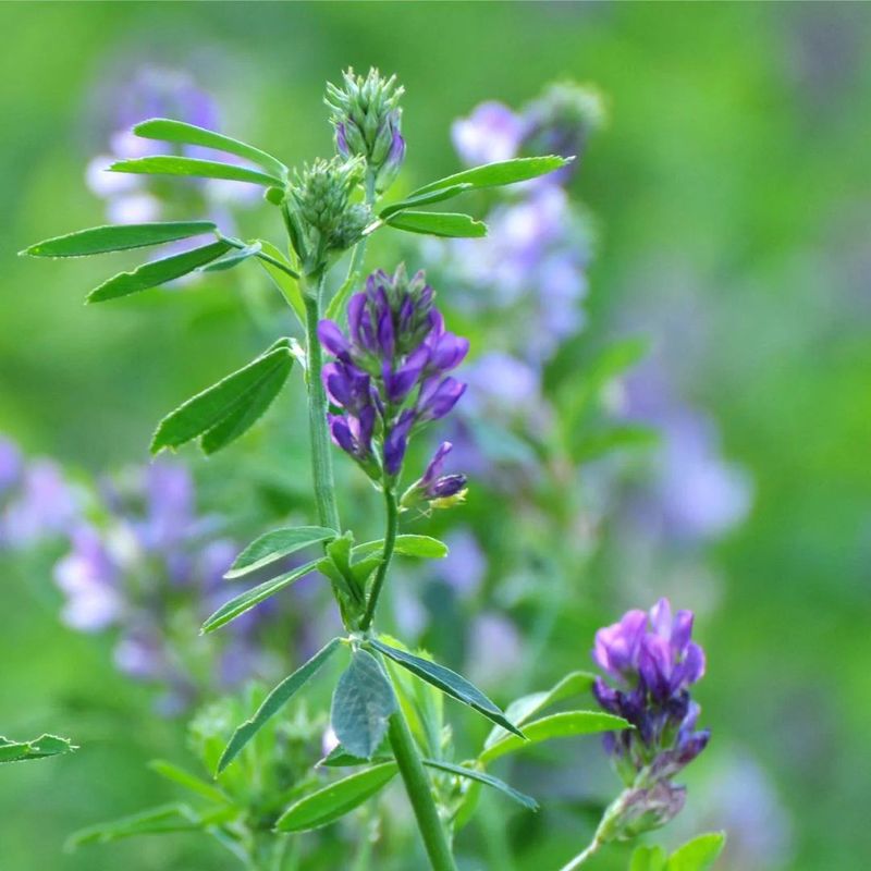 Alfalfa Leaf Cut &amp; Sifted