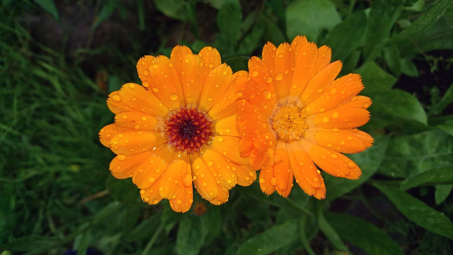 Calendula C/S