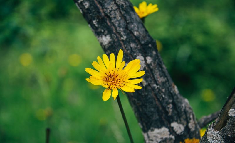 Arnica Flowers Whole