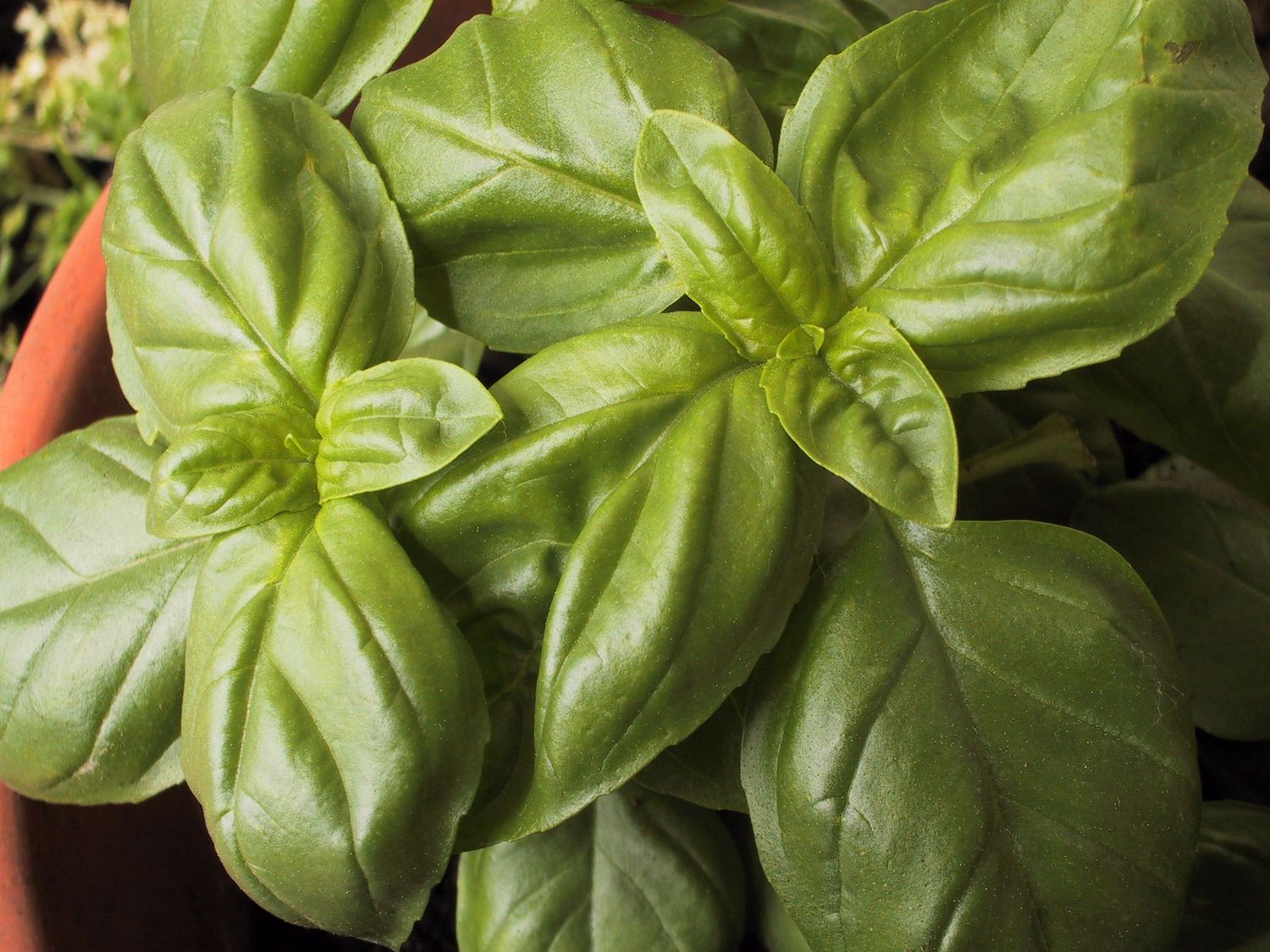 Basil C/S