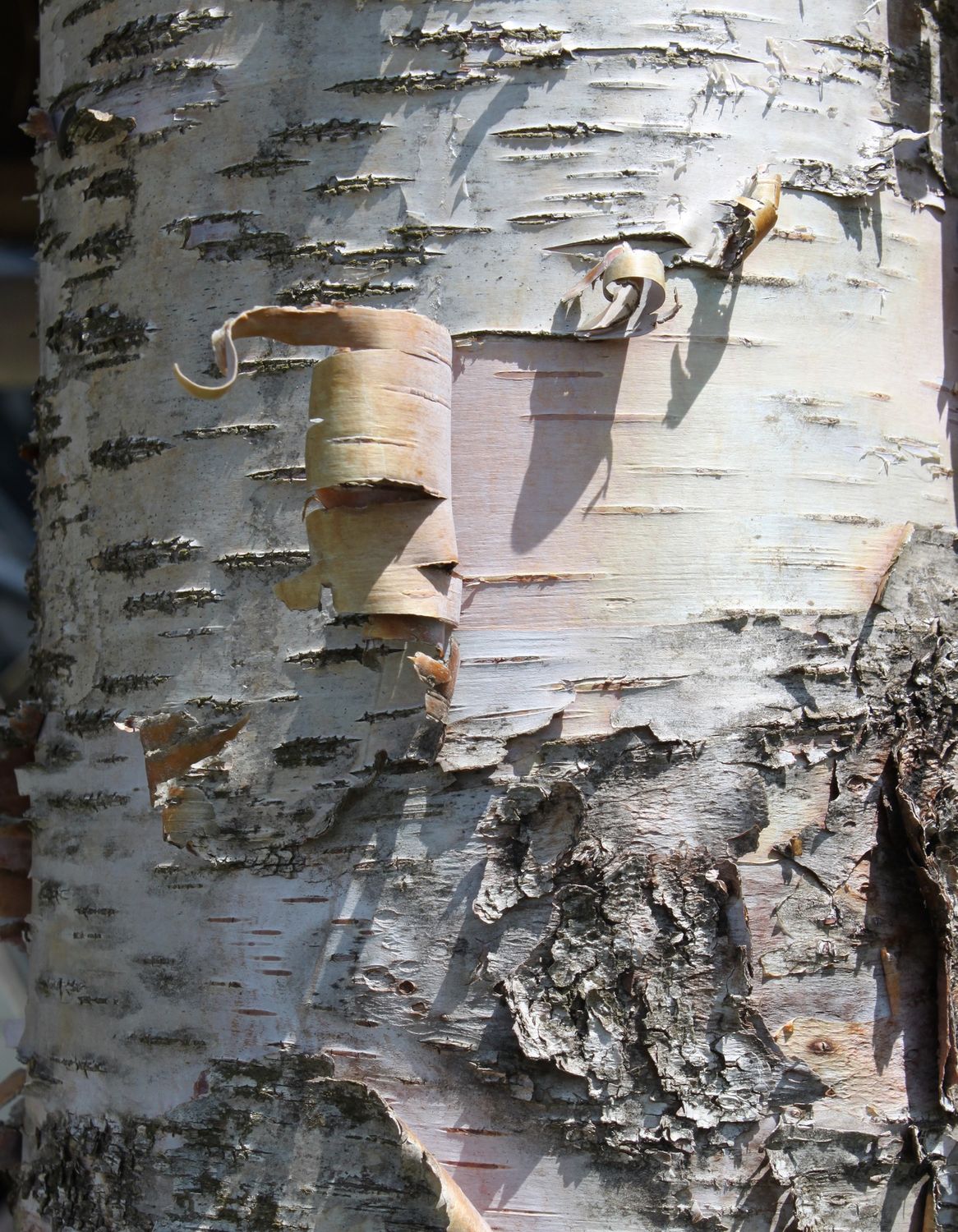 Birch Bark