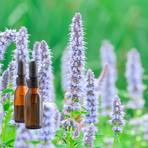 Hyssop Herb Tincture