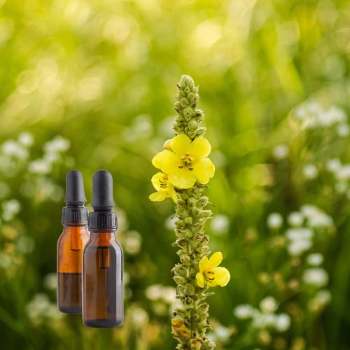 Mullein Tincture