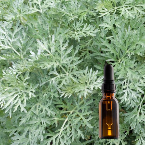 Wormwood Tincture (30ML)