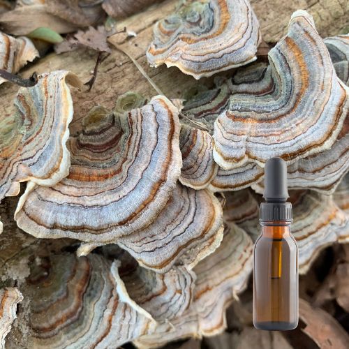 Turkey Tail Mushroom Tincture (30 ML)