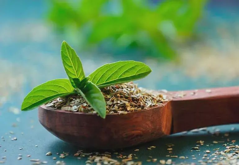 Tulsi (Holy Basil)
