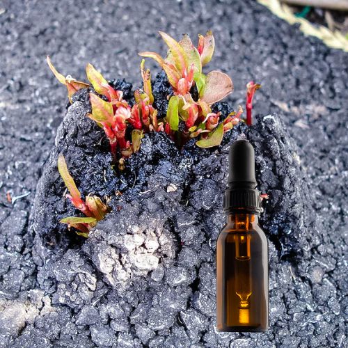 Japanese Knotweed Root Tincture (30 ML)