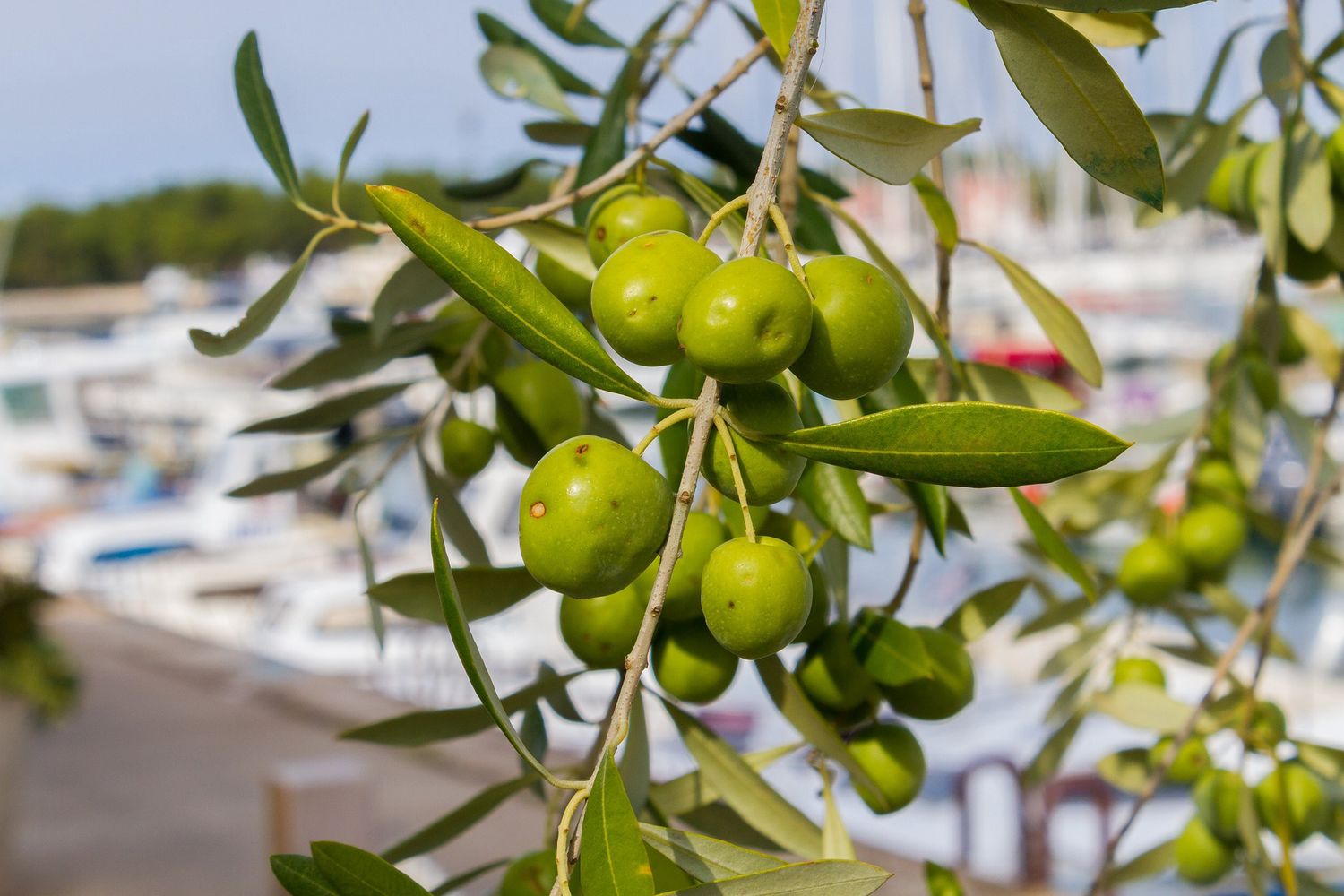 Olive Leaf Powder
