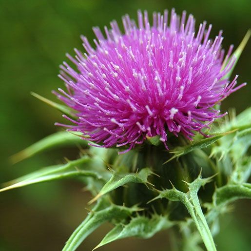 Milk Thistle Extract (60 Capsules)