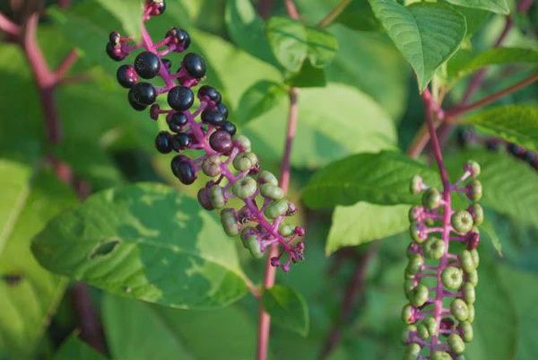 Poke Root Tincture 1 oz