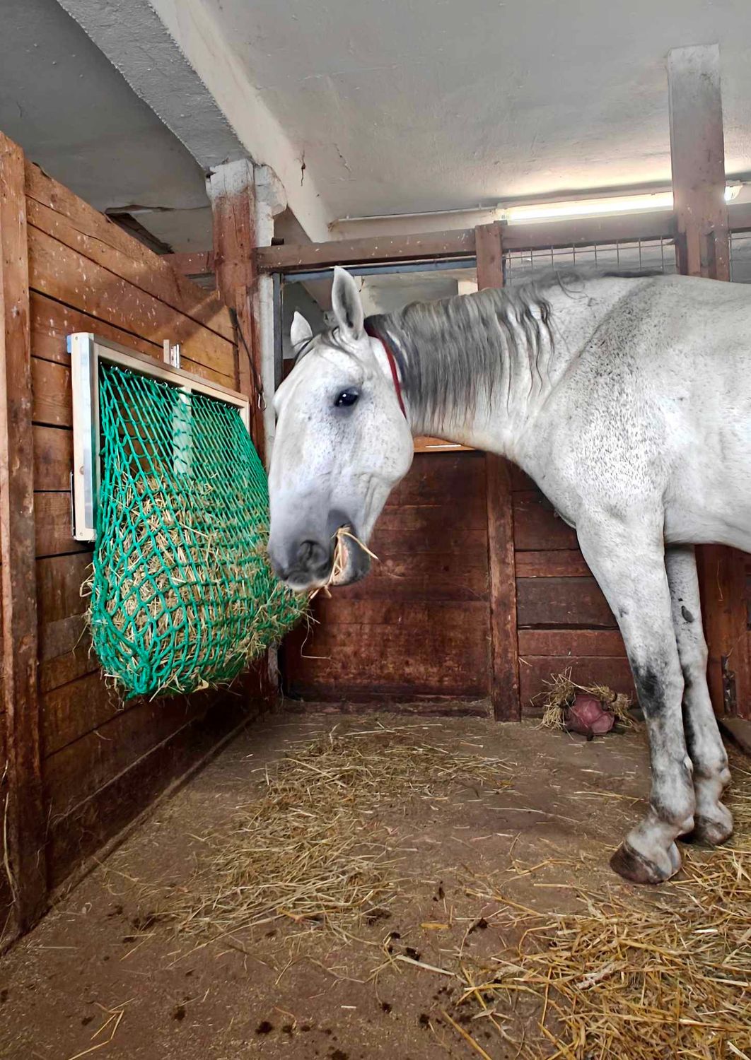 Original HORSEFEED BOX Feedbar Big