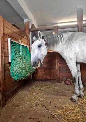 Original HORSEFEED BOX Feedbar Big