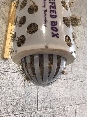 Original HORSEFEED BOX FunDome Short
