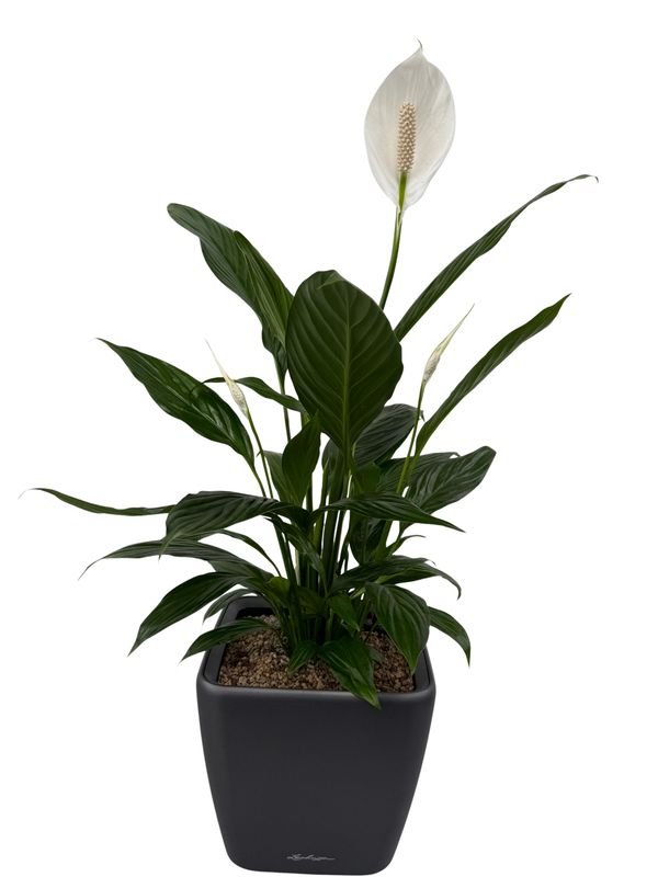 Einblatt mit weißer Blüte Einblatt mit weißer Blüte