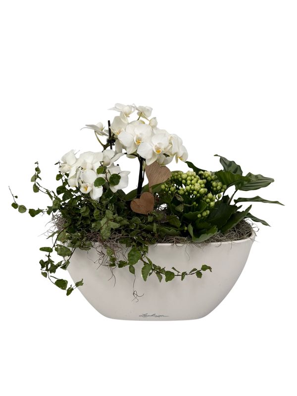 Orchideenschale bepflanzt - Orchideenschale bepflanzt - "weiß - grün"