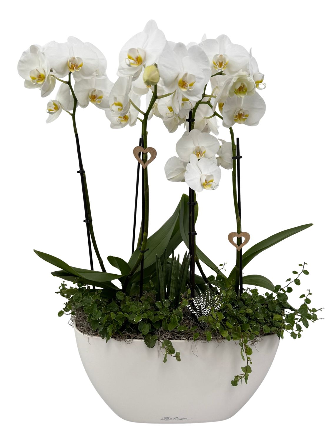 Orchideenschale bepflanzt - Orchideenschale bepflanzt - "weiß - grün" groß