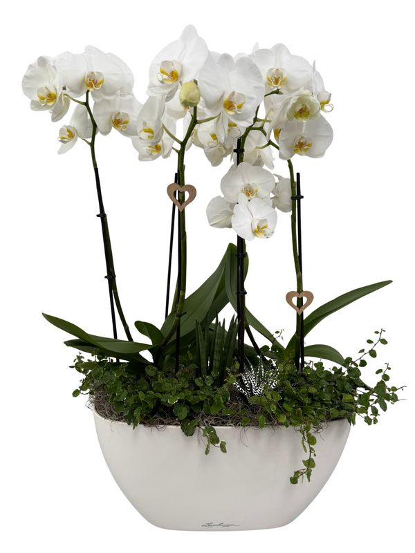 Orchideenschale bepflanzt - Orchideenschale bepflanzt - "weiß - grün" groß