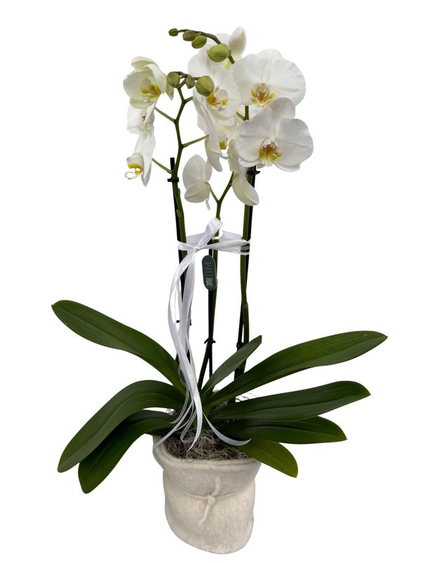Orchidee mit 2-Rispen Orchidee mit 2-Rispen