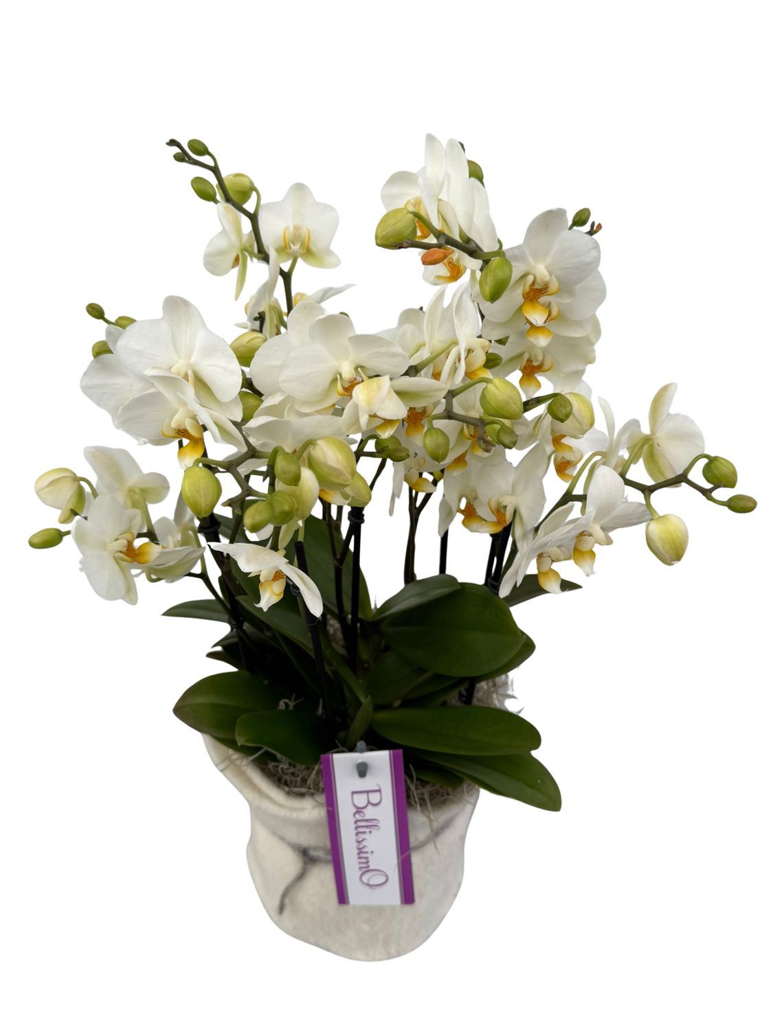 Orchidee Bellissima
