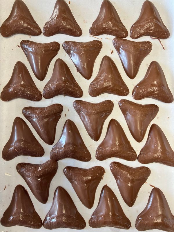 *Chocolate Megalodon Tooth