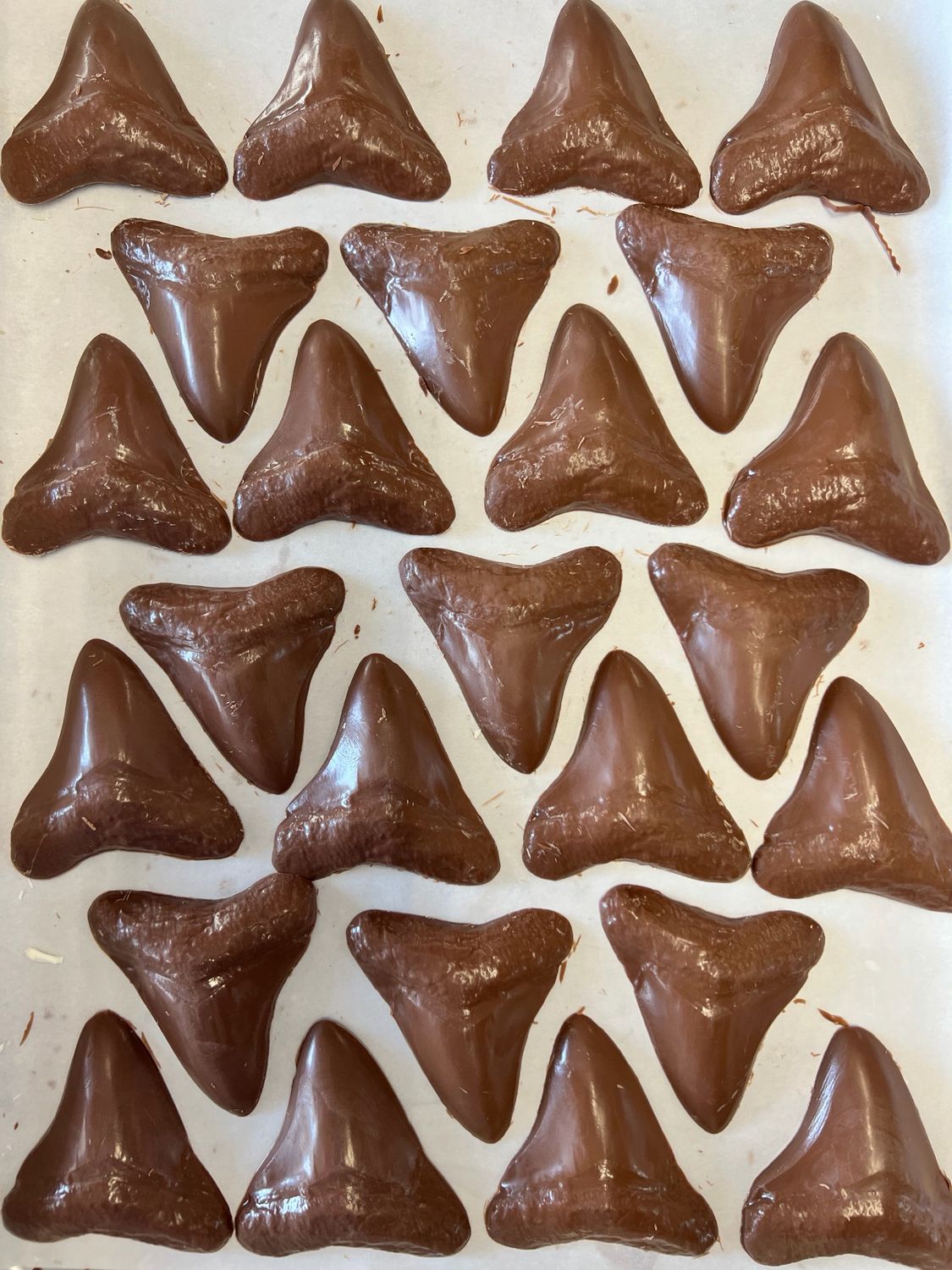 *Chocolate Megalodon Tooth