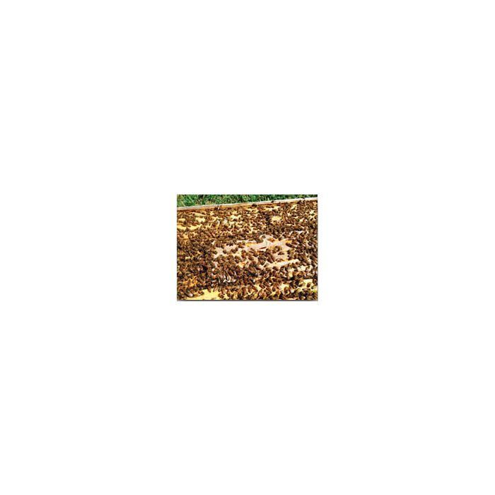 AP23 Pollen Substitute Patties 40 lb