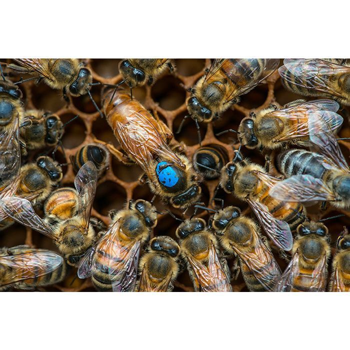 Package Bees with Vaccinated Queen Shipped