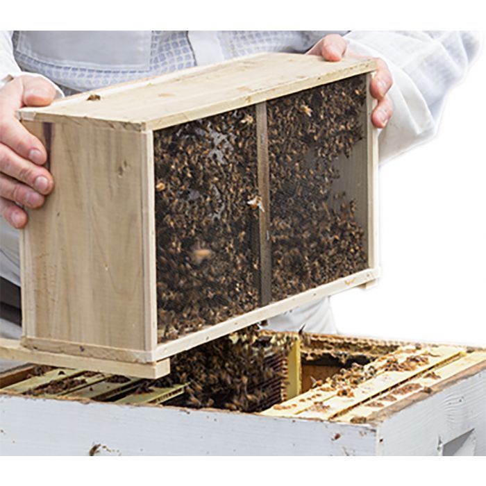 3lb Package of Honey Bees Shipped