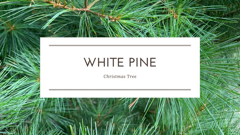 White Pine Christmas Tree