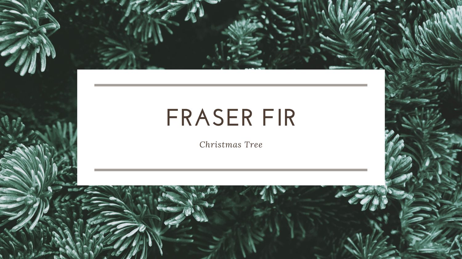 Fraser Fir Christmas Tree