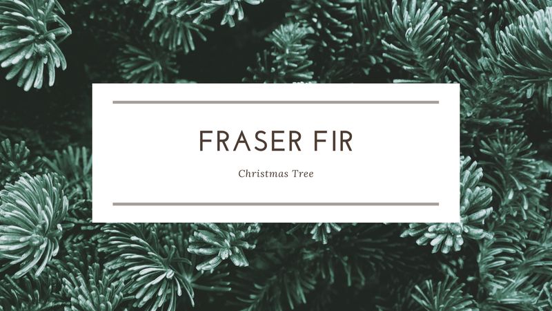 Fraser Fir Christmas Tree